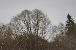 Pjaunamas medis prispaudė vyrą, išgelbėti jo gyvybės nepavyko