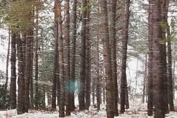 Darbininkas žuvo pjaudamas mišką