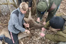 Alytaus rajone – danielių gelbėjimo operacija