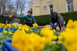 Druskininkai pražys tūkstančiais našlaičių žiedų
