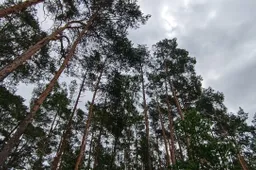 Iš moters pavogė kelis hektarus miško