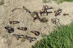 Patikrinimą atlikę Alytaus gyvosios gamtos apsaugos pareigūnai rado daug spąstų