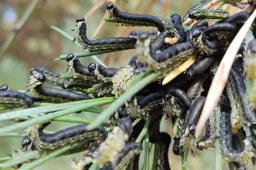 Miškus vėl grauš pušinio pjūklelio lervos