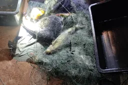 Žvejybos kontrolė vykdoma nuolat, nesvarbu, tai nakties metas ar ankstyvus rytas