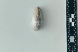 Į pasimatymus su nuteistaisiais Alytuje moterys nešė narkotikų