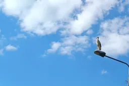 Kas pasakė, kad dzūkų šnekta nemadzynga?