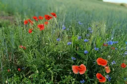 Daugiausia paraiškų ūkininkai pateikė Šilalės, Alytaus, Šilutės rajonų savivaldybėse