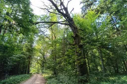 Ministrų kabinetas pritarė Punios šilo gamtinio rezervato ploto didinimui