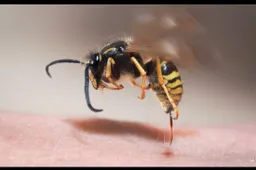 Gyventojus puola širšės: ką daryti po įgėlimo