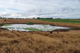 Alytaus rajone derliaus – mažiau, javapjūtė vėluoja dėl didelio iškritusių kritulių kiekio