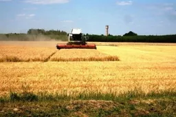 Alytaus rajone ūkininkai jau pjauna miežius, pradeda kulti rapsus