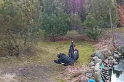 Už juodųjų gulbių laikymą skirta bauda