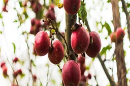 Ką svarbu žinoti apie vaismedžių sodinukus?