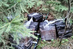 Ant samanų pastebėjo juodos spalvos ryšulius, užmaskuotus eglių šakomis