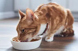 Kačių maistas: kaip teisingai pasirinkti?