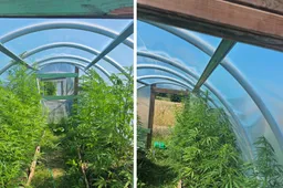 Alytaus rajone esančiame šiltnamyje rasta kanapių, šeimininkė ir vyras atsidūrė policijoje