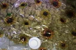 Pagal sintetinių kanabinoidų suvartojimą Lietuvos jaunimas lenkia Europos mokyklų lygį