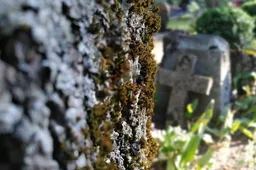 Dzūkijoje – mirtys Alytaus mieste ir Varėnoje