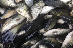 Karpių pavogė už daugiau nei tūkstantį eurų