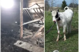 Dėl žiauraus elgesio ūkyje – dviejų metų draudimas laikyti gyvūnus