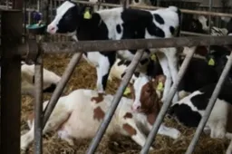 Laikantys karves kviečiami teikti prašymus paramai gauti