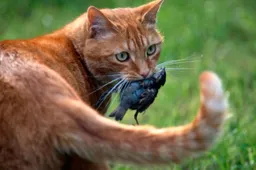 Kačių mirčių dėl paukščių gripo Lietuvoje kol kas nenustatyta