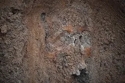 Žmogaus kaukolė Alytuje rasta karinių pratybų metu