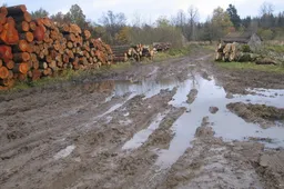 Apie miške planuojamus medienos tvarkymo darbus privalu pranešti seniūnams, antraip lauks baudos