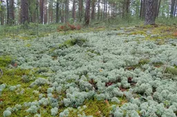 Išrinkta lietuviškos gamtos metų buveinė, ja tapo Dzūkijoje aptinkama vieta