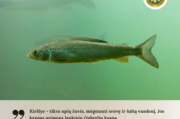 Kokias žuvis gaudyti šiuo metu draudžiama?