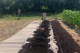 Kompostu patręšta dirva atsidėkoja derliumi