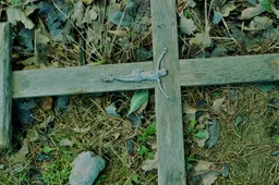 Kapinėse išvartyti paminklai, įtariamas vandalizmo aktas