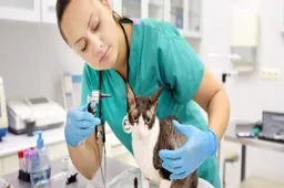 Kur Vilniuje galima nusipirkti veterinarinių vaistų gyvūnams?