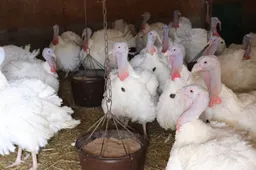 Paukščių augintojai raginami ūkius saugoti nuo pražūtingos ligos