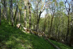 Kviečia aplankyti Amerikos kaimo lobą