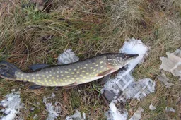 „Lydeka“: inspektoriai neteisėtos žvejybos dalyvius „gaudė“ Birutos ir Gudelių ežeruose, Nemune ir Peršėkėje