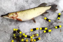 Baudos – netinkamai žvejojusiems Dzūkijos sostinėje, taip pat Alytaus, Lazdijų ir Prienų rajonuose