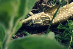 Kaip lydekutes traukė dzūkai ir suvalkiečiai