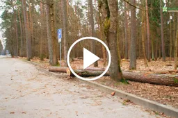 Alytuje duotas leidimas kirsti pavojingus ir pažeistus medžius