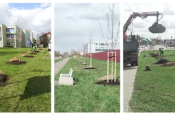 Alytaus miesto gatvėse – himalajiniai beržai ir dar beveik šimtas naujų medžių bei krūmų