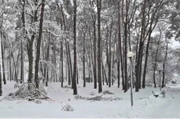 Sanitariniai kirtimai Alytaus miesto sode ir kurorto parke patikėti „Stebulei“