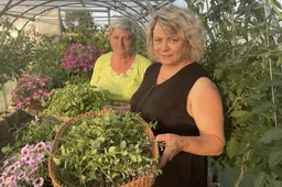 Mikalave kvepės vaistažolėmis