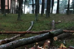 Miške šalia Alytaus miesto centro rastas negyvas vyras