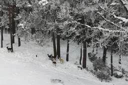 Už tvarkingai prižiūrimas privačias miško valdas apdovanoti ir dzūkai