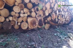 Žalieji prašo mažinti metinę miškų kirtimo normą