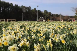 Druskininkuose žydės pusė milijono narcizų