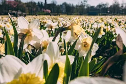 Žydinčių narcizų geltoniu nusidažęs kurortas kviečia savaitgaliui