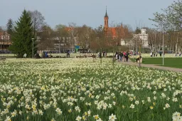Druskininkuose – narcizų žydėjimo šventė