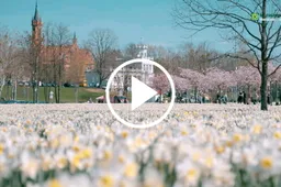 Druskininkai pilni svečių – suviliojo jūra narcizų žiedų