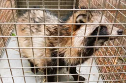 Norėjo parduoti sugautą lapę